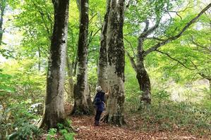 村上市　下越の新保岳で浅緑のブナ林を歩く　　　　　Mount Shinpodake in Murakami, Niigata - やっぱり自然が好き