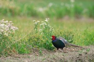 キジ・・・Common Pheasant  - 