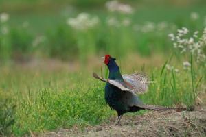 キジ・・・Common Pheasant  - 