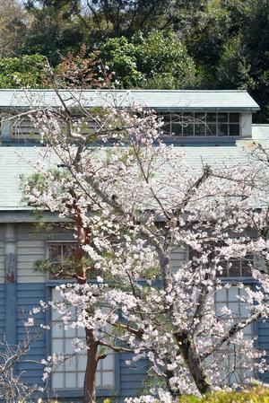 1丁目 枝垂れ桜以外のサクラ - 