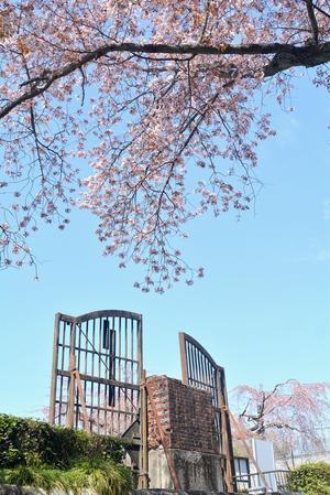 1丁目 枝垂れ桜以外のサクラ - 