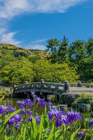 円山公園～杜若 - 鏡花水月