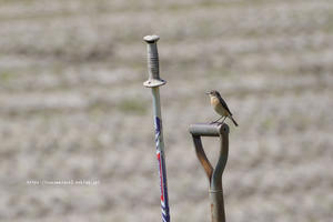 信越自然郷の鳥たち　ノビタキ - 野沢温泉とその周辺いろいろ２