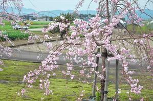 枝垂れ桜 - 