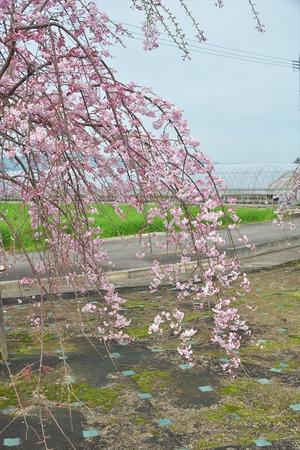 枝垂れ桜 - 