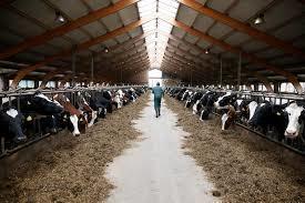 Dairy Cattle Farm Worker Jobs in Australia 2024 - 