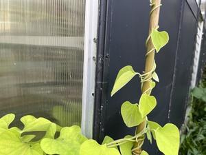 ジャコウアゲハの食草、ウマノスズクサ - 糸巻きパレットガーデン