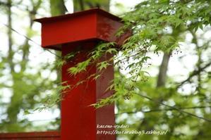 新緑の鼻面（はなづら）稲荷神社　＃１　 - 風の彩りー３