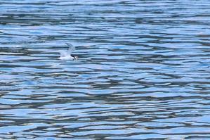 魚を咥えて飛ぶコアジサシ - 