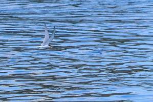 魚を咥えて飛ぶコアジサシ - 