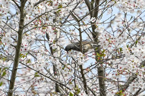 桜と鵯　鳥撮り散歩24−046 - 