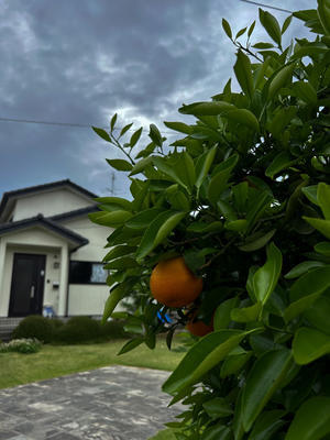 Orange　　・・・今どきの庭・・・2 - 