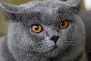 cat Russian Feline - 