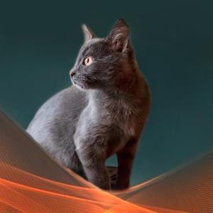  majestic.russiancat - 