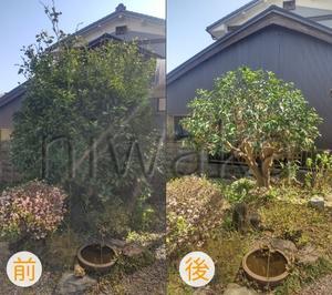  - 京都市庭木剪定　 ～ 庭 佳niwaka ～　庭木1本からの植木屋