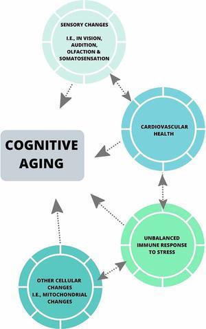 Exploring the Vital Link Between Physical Activity and Cognitive Function in Aging Adults - 