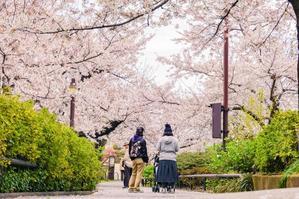 Unveiling Japan: A Journey Beyond the Cherry Blossoms - 