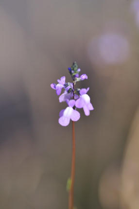 雑草の花たち（松山総合公園）④ - かたくち鰯の写真日記２