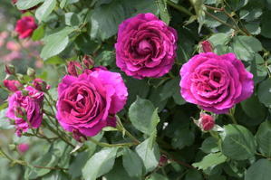 山の麓の薔薇園へⅠ - My garden ~ 小さな薔薇庭の12か月
