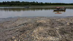 Mass Death of Fish in Vietnam Suspected to be Due to Heatwave - 