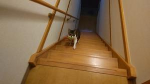 階段のヌシ - 