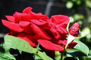 紅い薔薇 - 