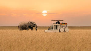 How to choose the best safari experience based on your wildlife viewing preferences  - 