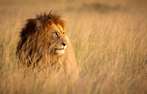 Where can you find luxury tented camps, safari lodges, and eco-friendly accommodations  - 