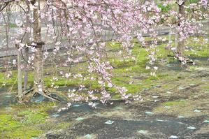 鯉のぼりと枝垂れ八重桜 - 