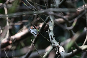 関渡自然公園で見たイシガケチョウ - 