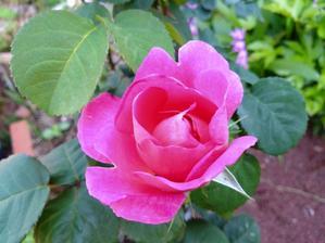 ピンク色のバラ - 