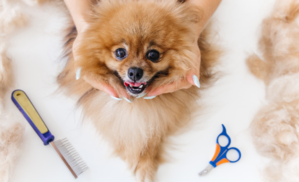 The Importance of Grooming for Dogs: Tips and Techniques - 