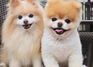 Adorable Dogs: Bringing Joy and Cuteness into Our Lives - 
