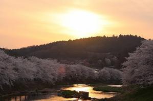 大滝根川河畔の桜（2024.4.15） - 