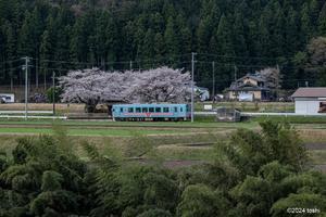 樽見鉄道と桜　5 - toshi の ならはまほろば