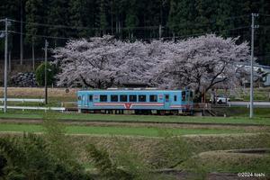 樽見鉄道と桜　5 - 