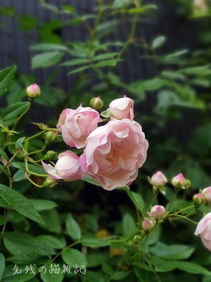 雨上がりの朝、苧環（おだまき）は平然としていましたが、薔薇はみんな雨水を含んでうつむいてしまっていました - 