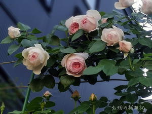 同日、夕暮れ間近にもなると薔薇たちも回復した様子、でもダメだった花は切って室内で花瓶に挿しました - 
