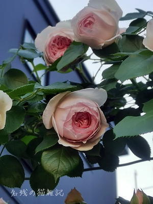 同日、夕暮れ間近にもなると薔薇たちも回復した様子、でもダメだった花は切って室内で花瓶に挿しました - 