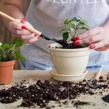 DIY Plant Parenting - 