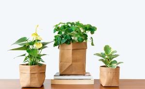 Indoor vs. Outdoor Plant Parenting - 