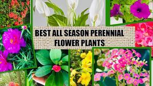 Seasonal Plant Parenting Tips - 