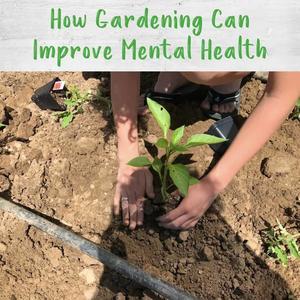 Plant Parenting as Self-Care - 