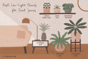 Plant Parenting in Low-Light Conditions - 