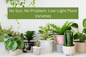 Plant Parenting in Low-Light Conditions - 