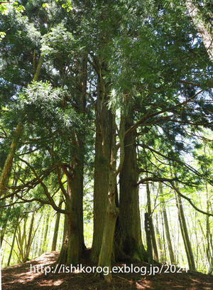 新緑の頃・岡山県立森林公園 - 