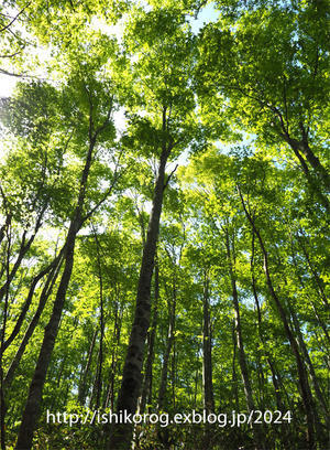 新緑の頃・岡山県立森林公園 - 