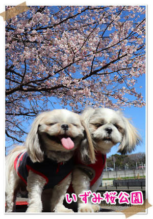 2024年3月10日　いずみ桜公園 - 週末は、愛犬モモと永吉、拓海と洋お出かけ！Kimi's Eye