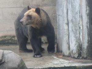 浦幌中でクマが出没想定し訓練 - 