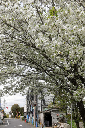 町の桜 - 